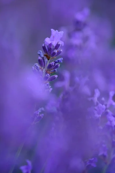 背景がぼやけて クローズアップでライラックラベンダーの花 抽象的な自然背景として使用できます — ストック写真
