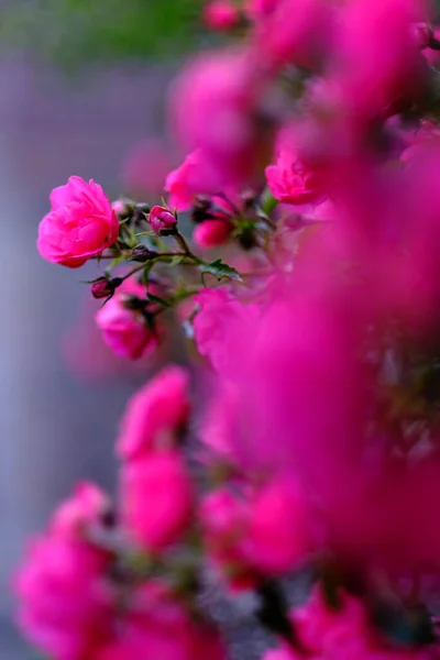Ανθισμένη Πομπονέλλα Τριανταφυλλιά Μπουμπούκια Τριαντάφυλλου — Φωτογραφία Αρχείου