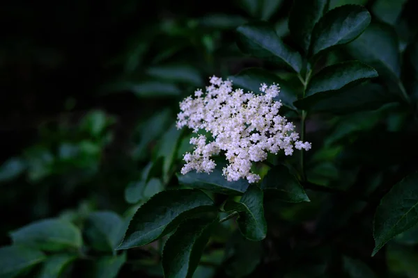 White Flowers Blooming Hydrangea Arborescens Blurred Green Background — Stockfoto