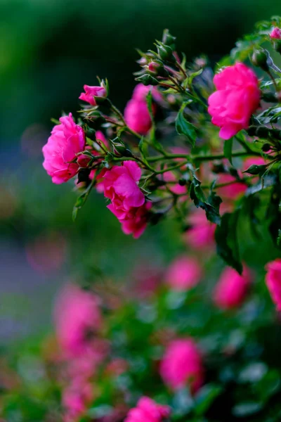 Цветущие Розы Помпонеллы Бутонами Роз — стоковое фото