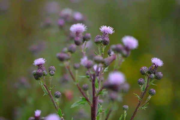 Creeping Thistle Flowers Closeup Green Blurred Background — Stockfoto