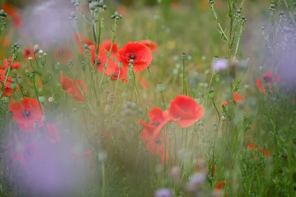 Papoilas Vermelhas Florescer Campo Perto Pode Ser Usado Como Abstrato — Fotografia de Stock