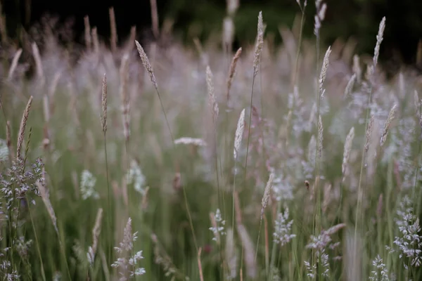 开花结果的野草 草甸里的草本植物 免版税图库照片