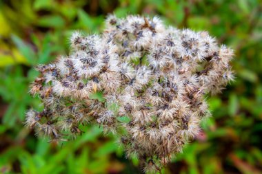 Bahçede yetişen kuru çiçekler.