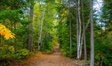 Ağaçlı ve patikalı sonbahar ormanı