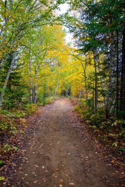 Ağaçlı ve patikalı sonbahar ormanı