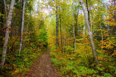 Ağaçlı ve patikalı sonbahar ormanı