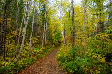 Ağaçlı ve patikalı sonbahar ormanı