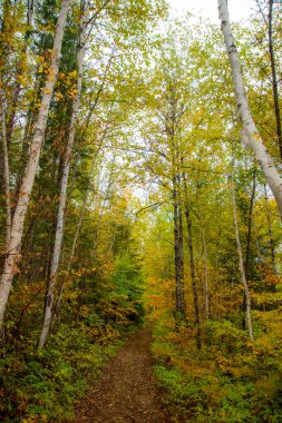 Ağaçlı ve patikalı sonbahar ormanı