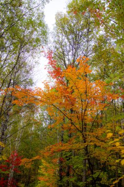 Ormanda sonbahar ağaçları