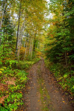 Ağaçlı ve patikalı sonbahar ormanı