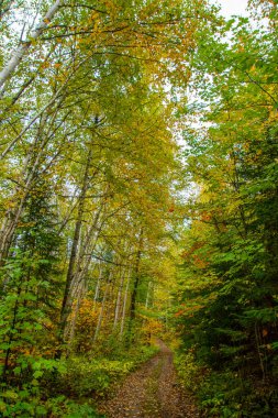 Ağaçlı ve patikalı sonbahar ormanı
