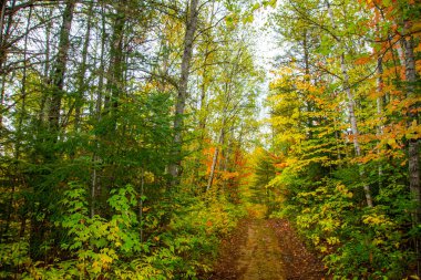 Ağaçlı ve patikalı sonbahar ormanı