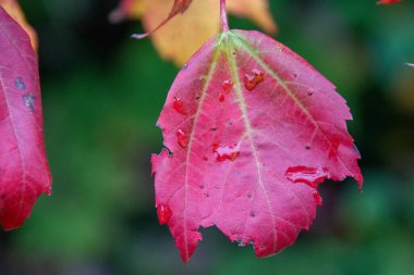 güzel renkli yapraklar, sonbahar konsepti