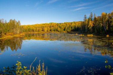 Ağaçlı ve havuzlu güzel sonbahar manzarası