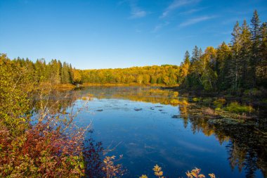 Ağaçlı ve havuzlu güzel sonbahar manzarası
