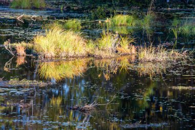 Göletteki bitkilerin manzarası