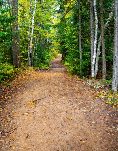 Floresta Outono Com Árvores Caminho — Fotografia de Stock