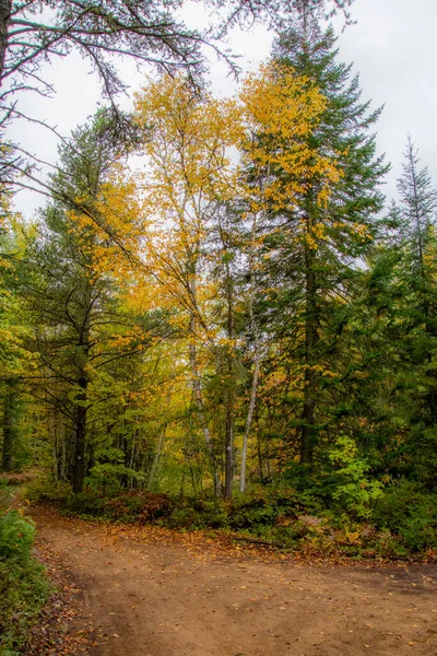 Forêt Automne Avec Arbres Sentier — Photo