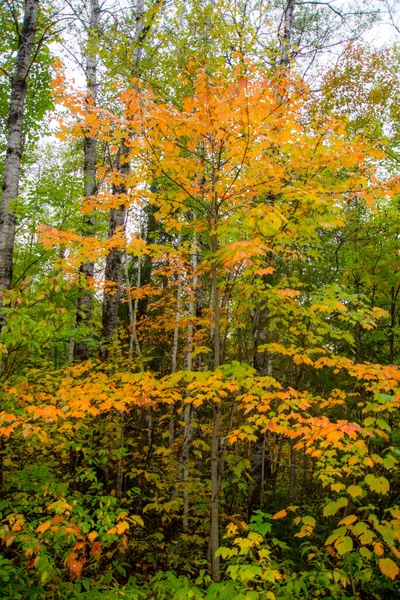 森の中の紅葉 — ストック写真