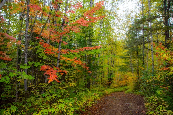 木々や道のある秋の森 — ストック写真