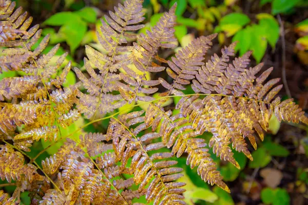 Hermoso Plano Botánico Fondo Pantalla Natural —  Fotos de Stock