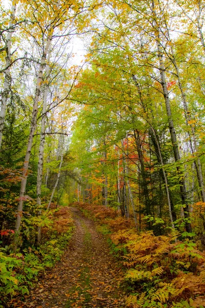 木々や道のある秋の森 — ストック写真