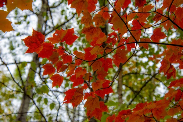 Schöne Bunte Blätter Herbstliches Konzept — Stockfoto