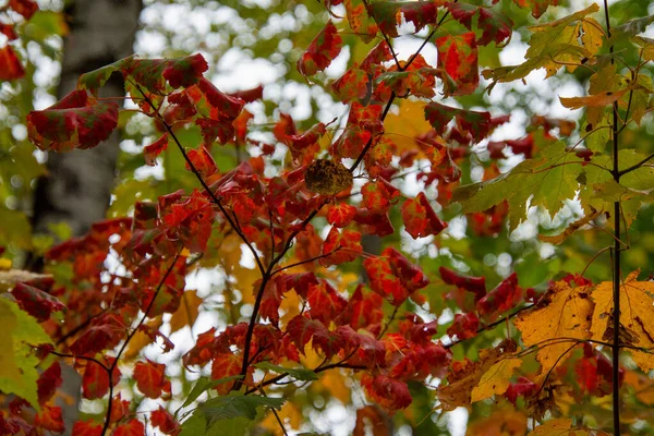 Krásné Barevné Stromy Lese Podzimní Koncept — Stock fotografie