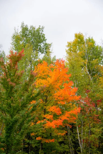 森の中の紅葉 — ストック写真