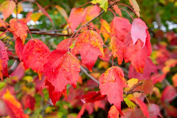 Folhas Coloridas Bonitas Conceito Outono — Fotografia de Stock