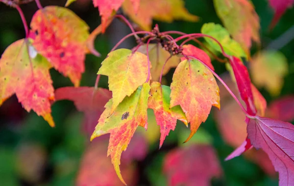 Schöne Bunte Blätter Herbstliches Konzept — Stockfoto