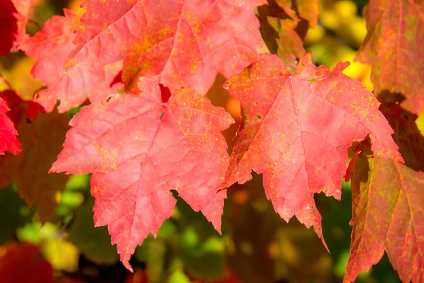 Folhas Coloridas Bonitas Conceito Outono — Fotografia de Stock