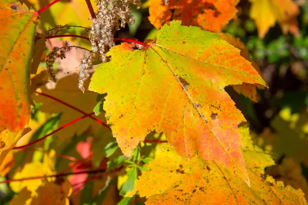 Schöne Bunte Blätter Herbstliches Konzept — Stockfoto