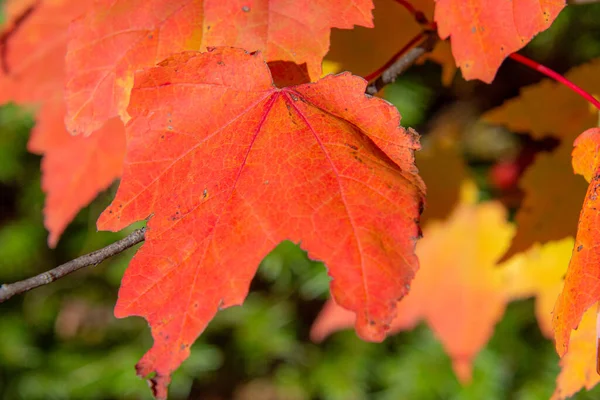 Schöne Bunte Blätter Herbstliches Konzept — Stockfoto