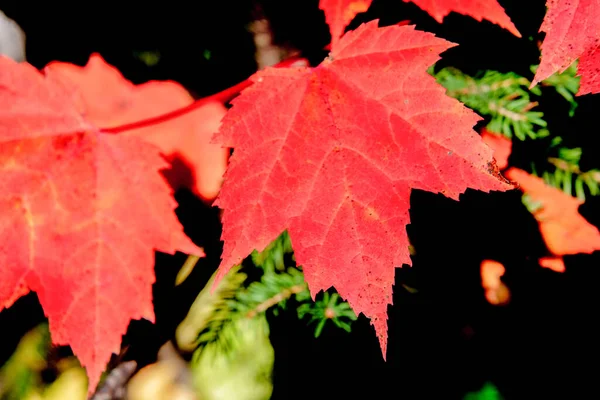 Schöne Bunte Blätter Herbstliches Konzept — Stockfoto