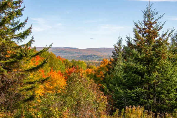 Podzimní Krajina Barevnými Stromy Modrá Obloha Pozadí — Stock fotografie