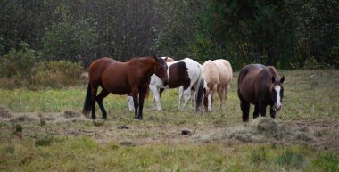 Atlar çayırda otluyor.