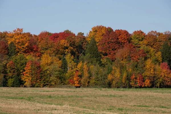 Malebný Pohled Krásnou Krajinu Venkově Barevnými Podzimními Stromy — Stock fotografie