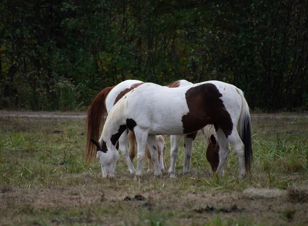 Caballos Pastando Prado —  Fotos de Stock