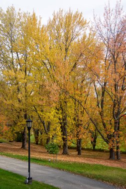Ormanda güzel sonbahar ağaçları