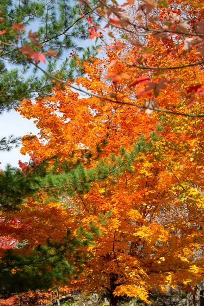 森の中の美しい紅葉 — ストック写真