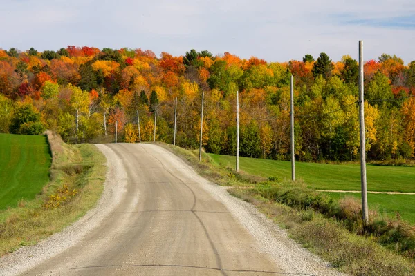 Väg Till Höstskog Med Färgglada Träd — Stockfoto