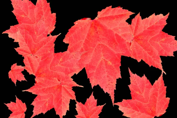 Herbstblätter Isoliert Auf Schwarzem Hintergrund — Stockfoto