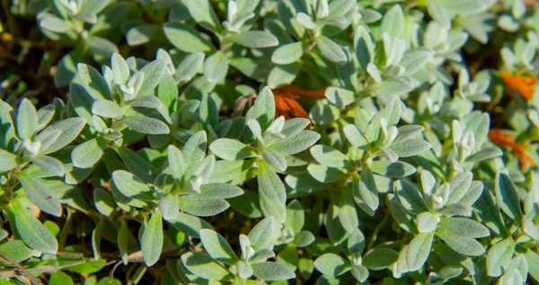 Piante Verdi Che Crescono Giardino — Foto Stock