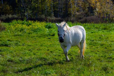 Yeşil çayırdaki çayırdaki at