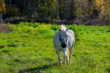  Güzel beyaz at yeşil tarlada güneş ışığında