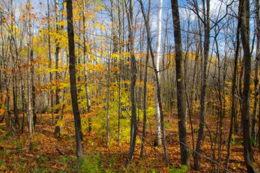 güneşli bir sonbahar ormanda