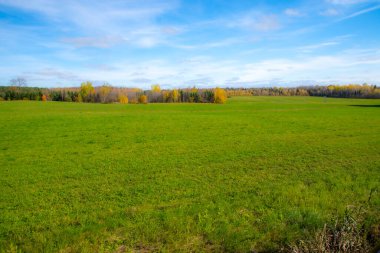 sonbahar yatay, ormanın içinde renkli ağaçlar