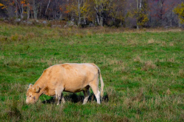 Vaca Marrón Pie Campo Verde — Foto de Stock